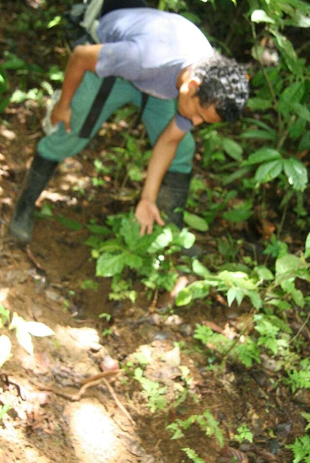 Image of Pavonia castaneifolia A. St.-Hil. & Naud.