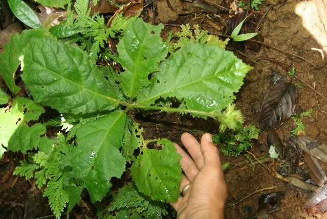 Image of Pavonia castaneifolia A. St.-Hil. & Naud.