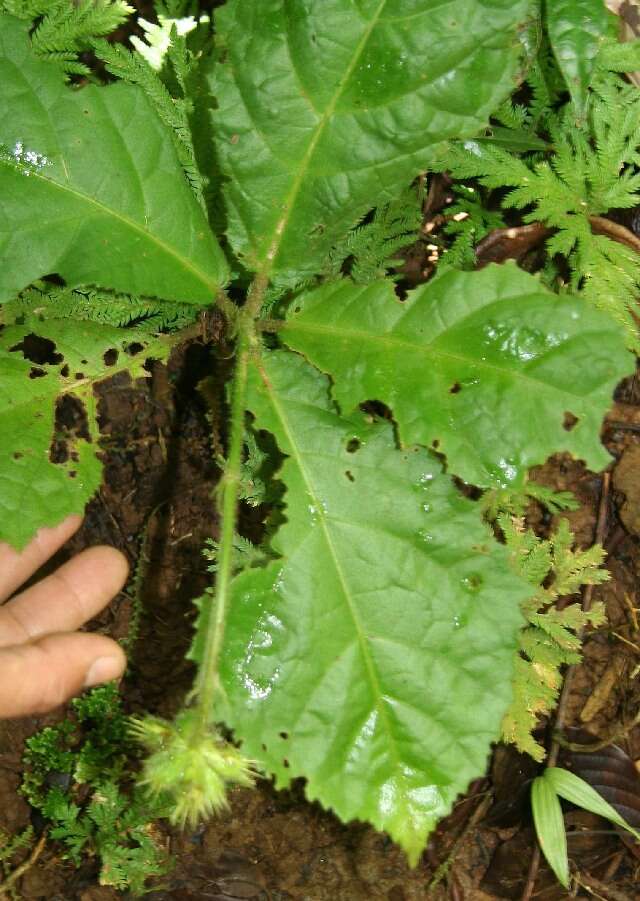 Image of Pavonia castaneifolia A. St.-Hil. & Naud.