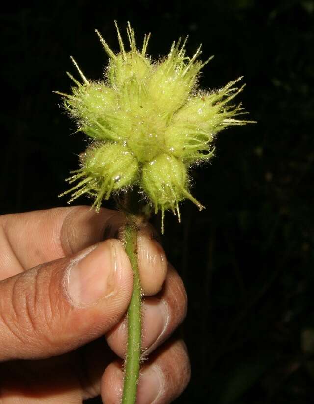 Image of Pavonia castaneifolia A. St.-Hil. & Naud.