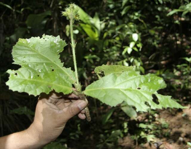 Image of Pavonia castaneifolia A. St.-Hil. & Naud.