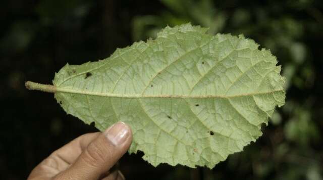 Image of Pavonia castaneifolia A. St.-Hil. & Naud.