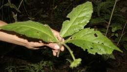 Image of Pavonia castaneifolia A. St.-Hil. & Naud.