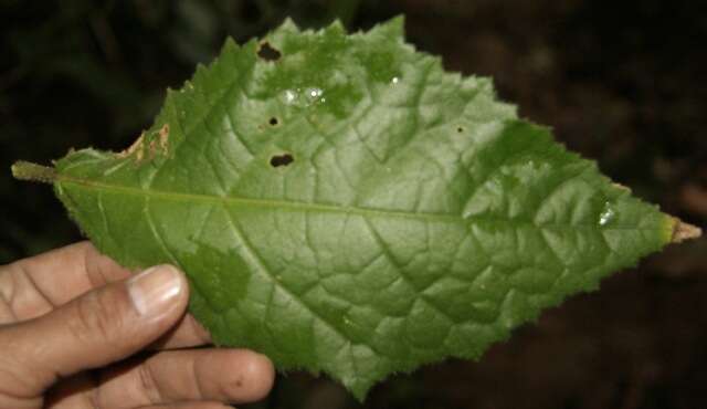 Image of Pavonia castaneifolia A. St.-Hil. & Naud.