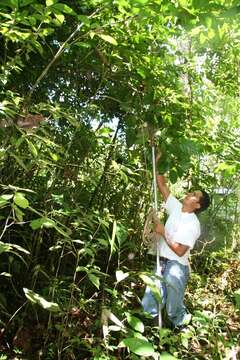 Imagem de Dendropanax arboreus (L.) Decne. & Planch.