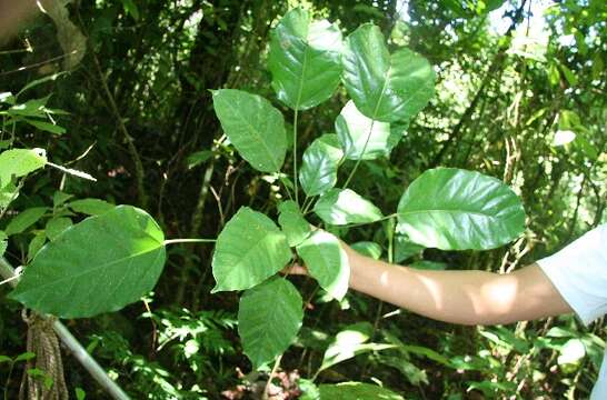 Dendropanax arboreus (L.) Decne. & Planch.的圖片