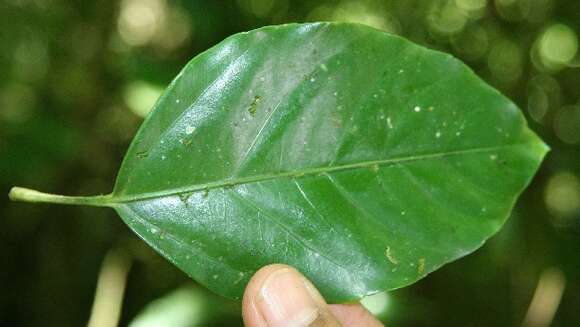 Imagem de Dendropanax arboreus (L.) Decne. & Planch.