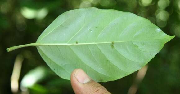 Слика од Dendropanax arboreus (L.) Decne. & Planch.