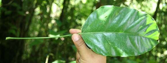 Слика од Dendropanax arboreus (L.) Decne. & Planch.