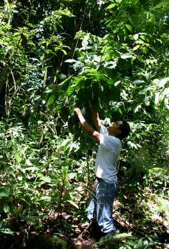 Dendropanax arboreus (L.) Decne. & Planch.的圖片