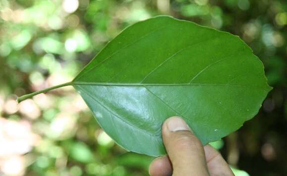 Слика од Dendropanax arboreus (L.) Decne. & Planch.