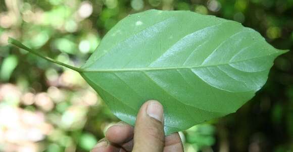 Dendropanax arboreus (L.) Decne. & Planch.的圖片