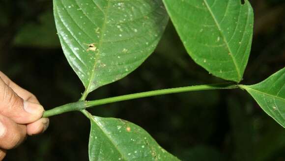 Plancia ëd Psychotria suerrensis Donn. Sm.