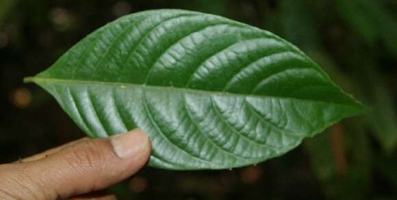 Image de Psychotria suerrensis Donn. Sm.