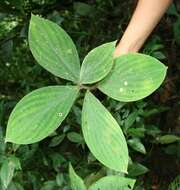 Imagem de Costus malortieanus H. Wendl.