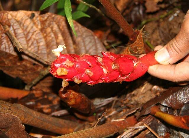 Image of Renealmia pluriplicata Maas