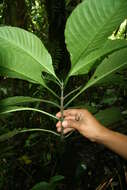 Image of Psychotria panamensis Standl.