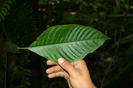 Plancia ëd Psychotria panamensis Standl.