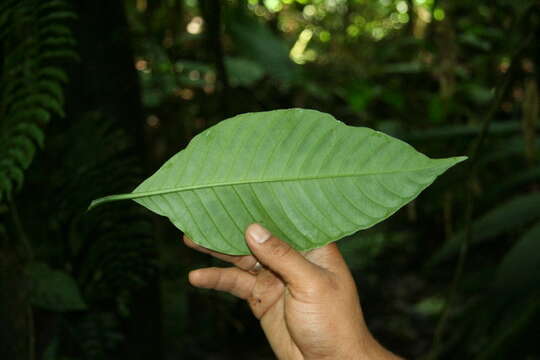 Plancia ëd Psychotria panamensis Standl.