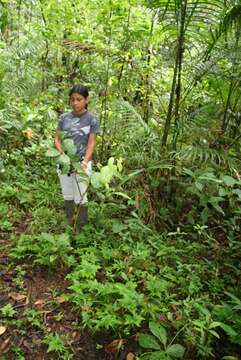 Image of Mollinedia costaricensis J. D. Sm.