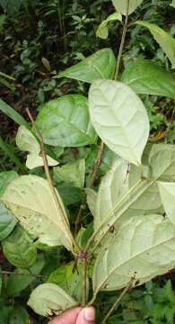 Image of Mollinedia costaricensis J. D. Sm.