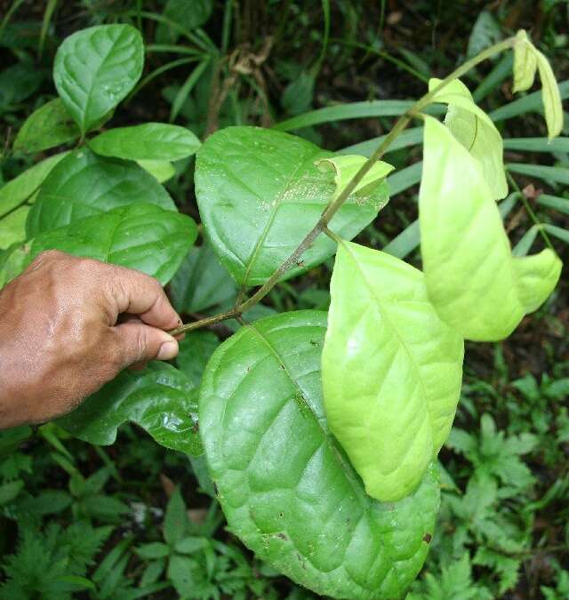 Image of Mollinedia costaricensis J. D. Sm.