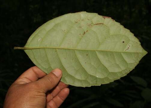 Image of Mollinedia costaricensis J. D. Sm.