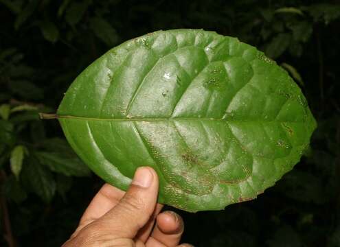 Image of Mollinedia costaricensis J. D. Sm.