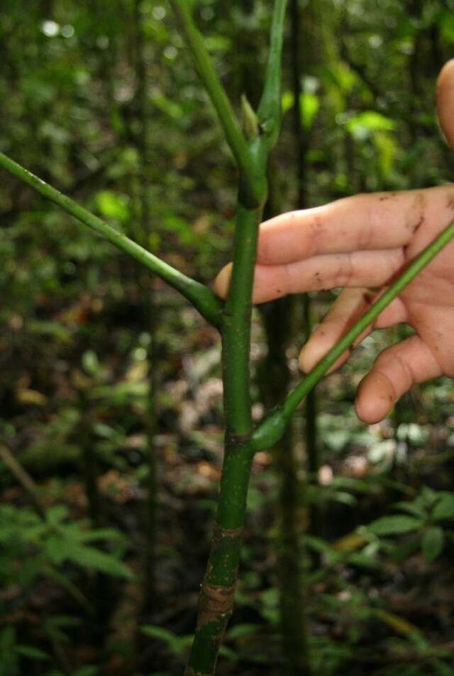 Image of Guiana-chestnut