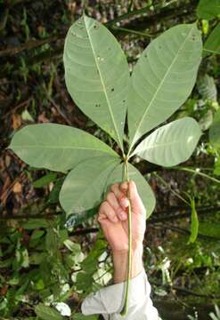 Image of Guiana-chestnut