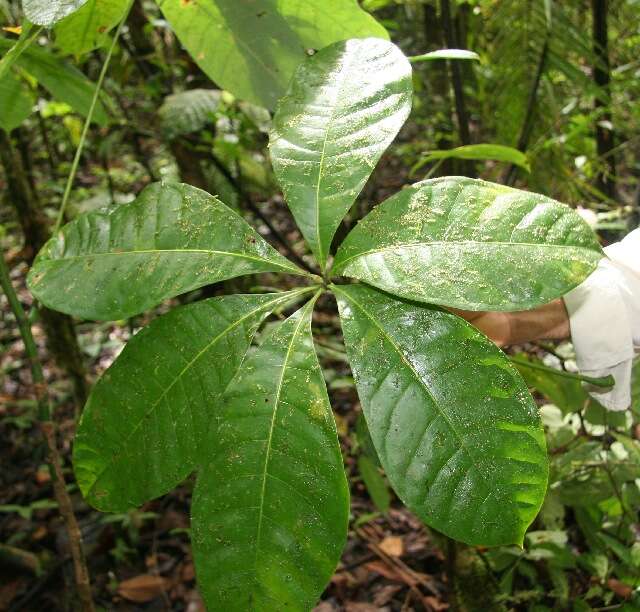 Image of Guiana-chestnut