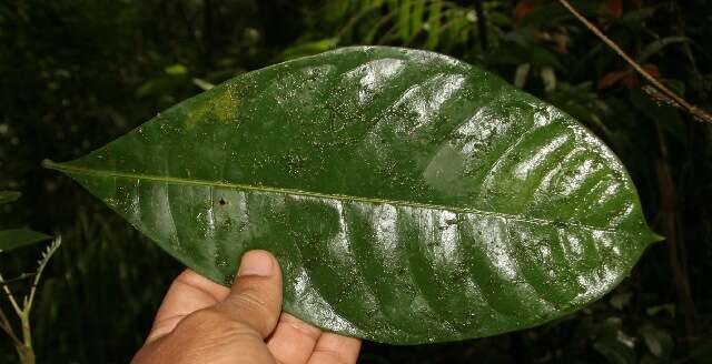 Image of Guiana-chestnut