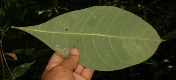 Image of Guiana-chestnut