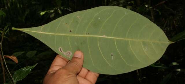 Image of Guiana-chestnut