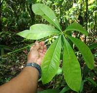 Image of Guiana-chestnut