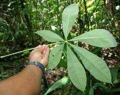 Image of Guiana-chestnut