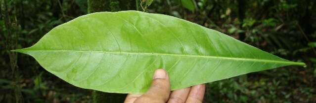 Image of Guiana-chestnut