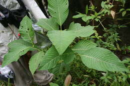 Palicourea guianensis Aubl.的圖片