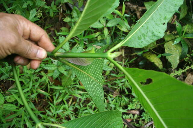 Palicourea guianensis Aubl.的圖片