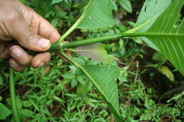 Palicourea guianensis Aubl.的圖片