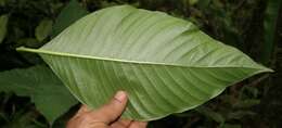 Palicourea guianensis Aubl.的圖片