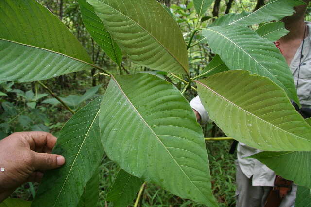 Palicourea guianensis Aubl.的圖片