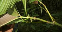 Palicourea guianensis Aubl.的圖片