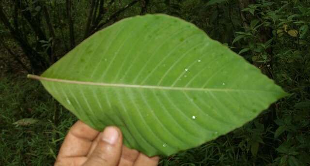 Palicourea guianensis Aubl.的圖片