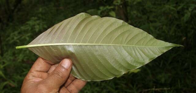 Palicourea guianensis Aubl.的圖片