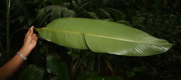 Image de Heliconia vaginalis Benth.