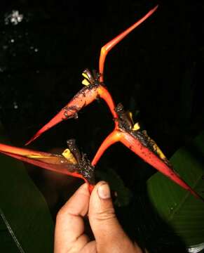 Image de Heliconia vaginalis Benth.