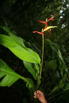 Image of wild plantain