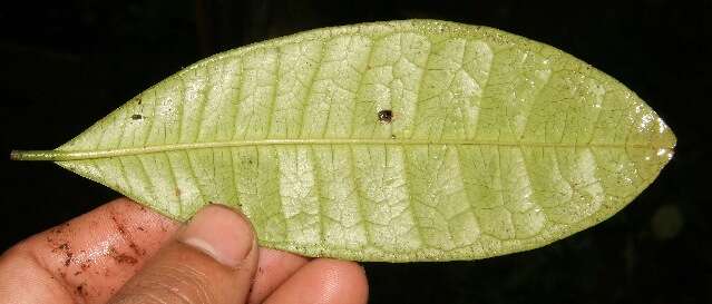 Image of Pimenta guatemalensis (Lundell) Lundell