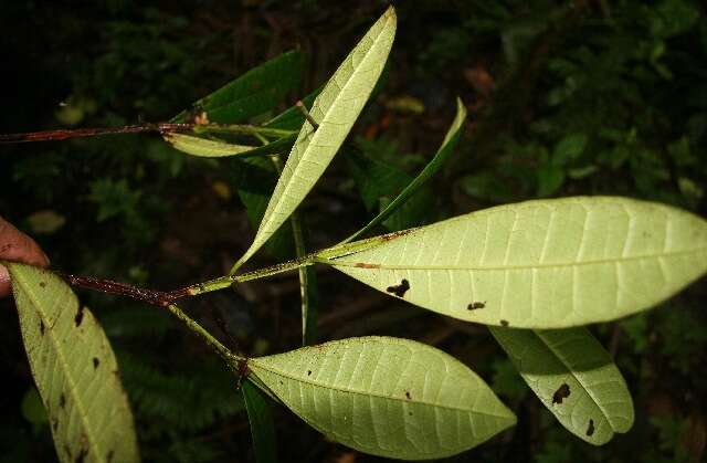 Image of Pimenta guatemalensis (Lundell) Lundell